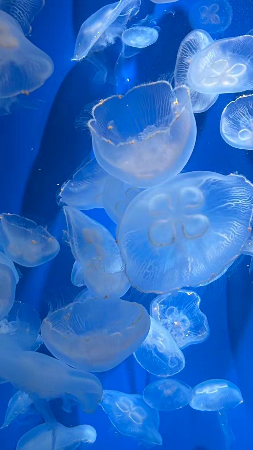 Pumpkintree 的头像